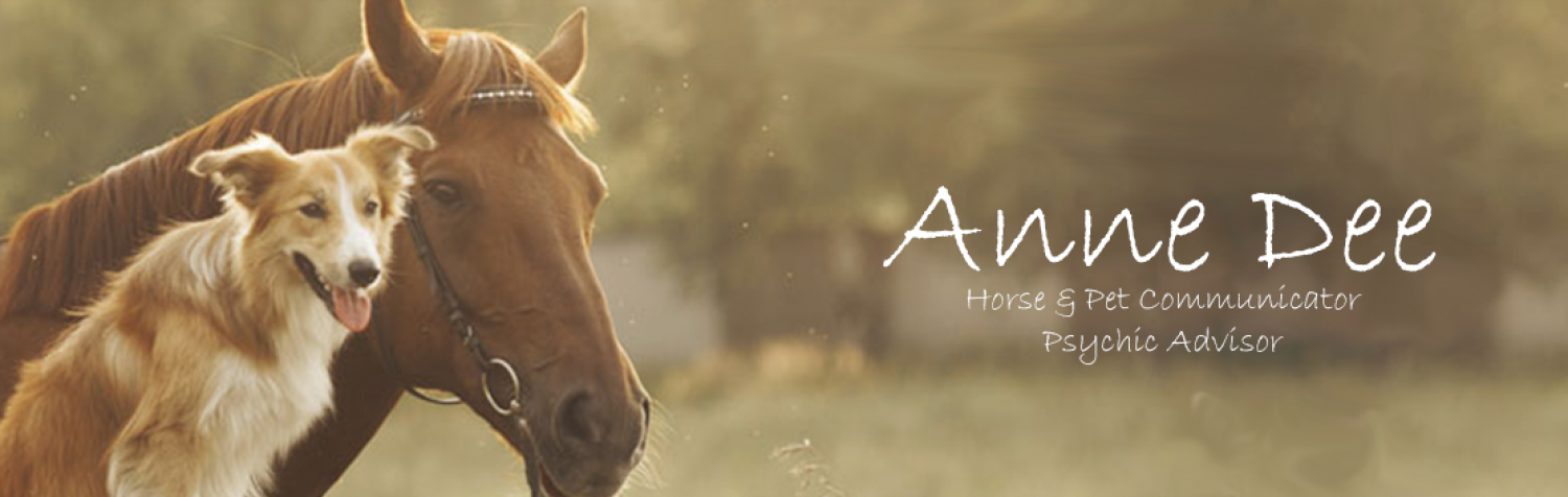 Anne Dee Horse, Pet and Animal Communicator
